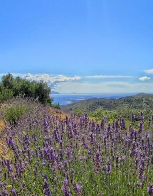 polja-lavande-na-hvaru